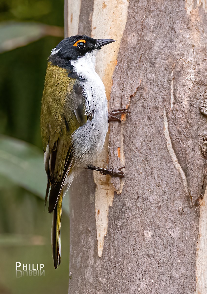 White-naped Honeyeater - ML615370203