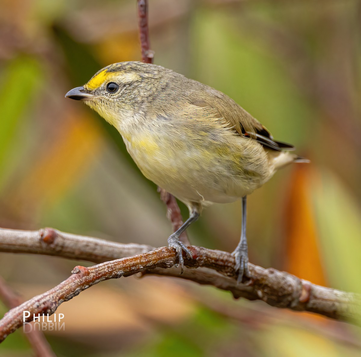 Striated Pardalote - ML615370229