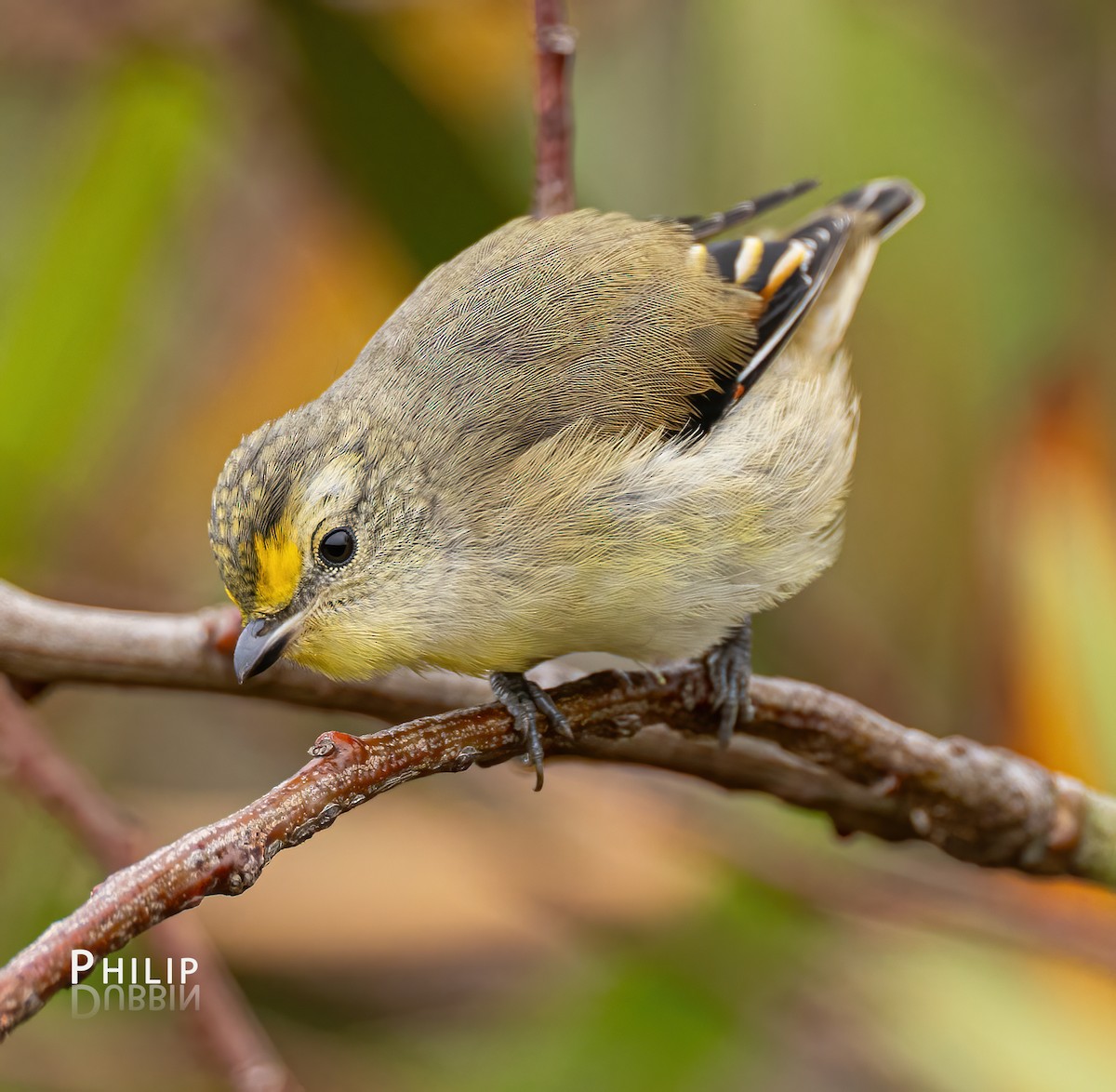 Pardalote à point jaune - ML615370231