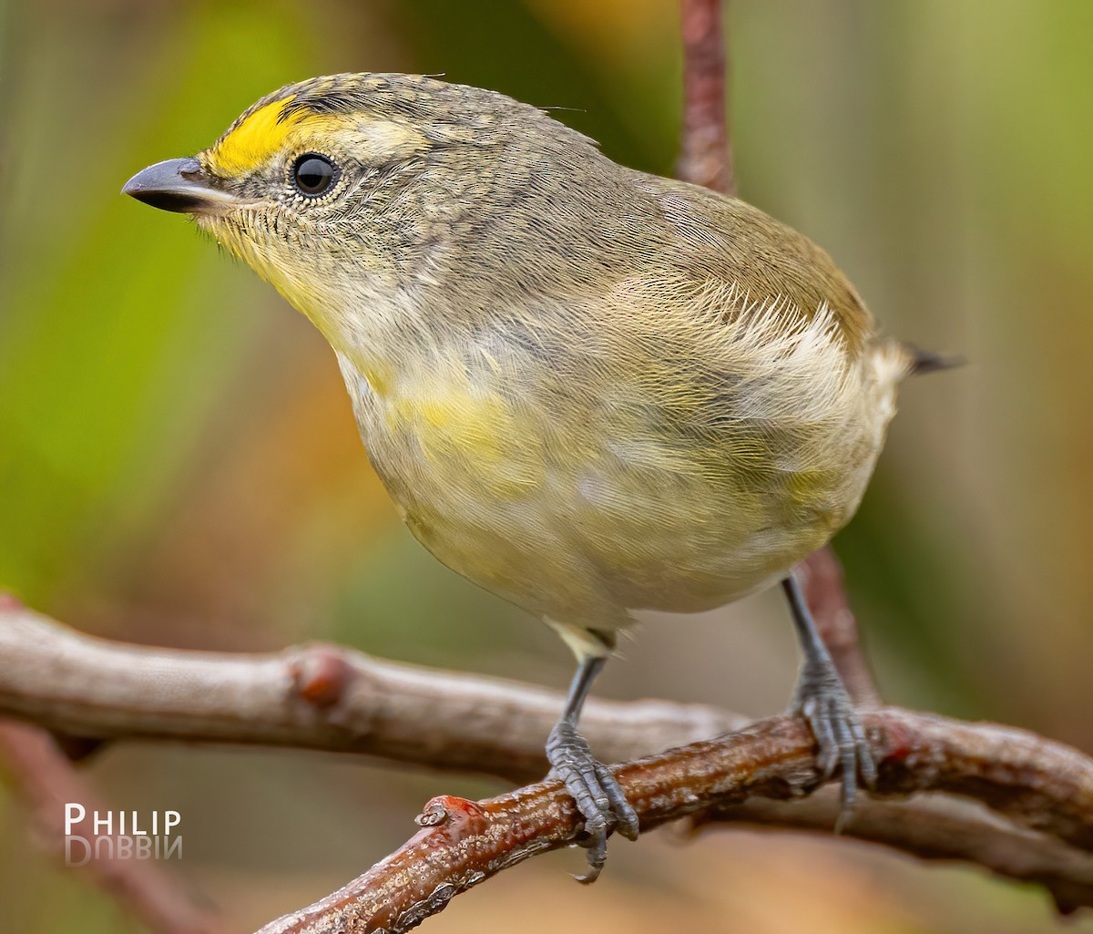 Pardalote Estriado - ML615370232