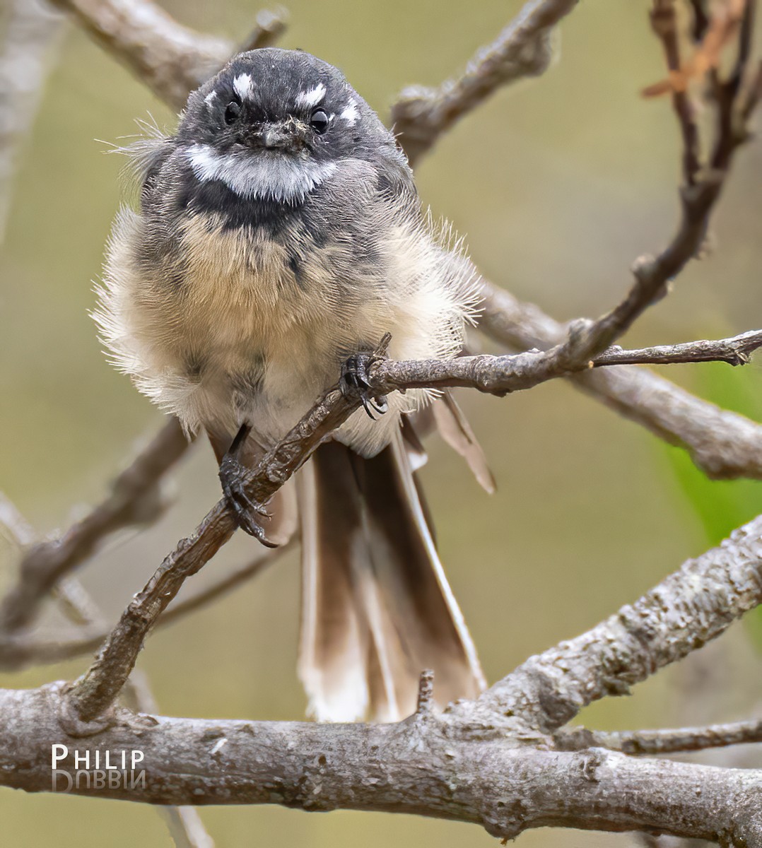 Gray Fantail - ML615370238