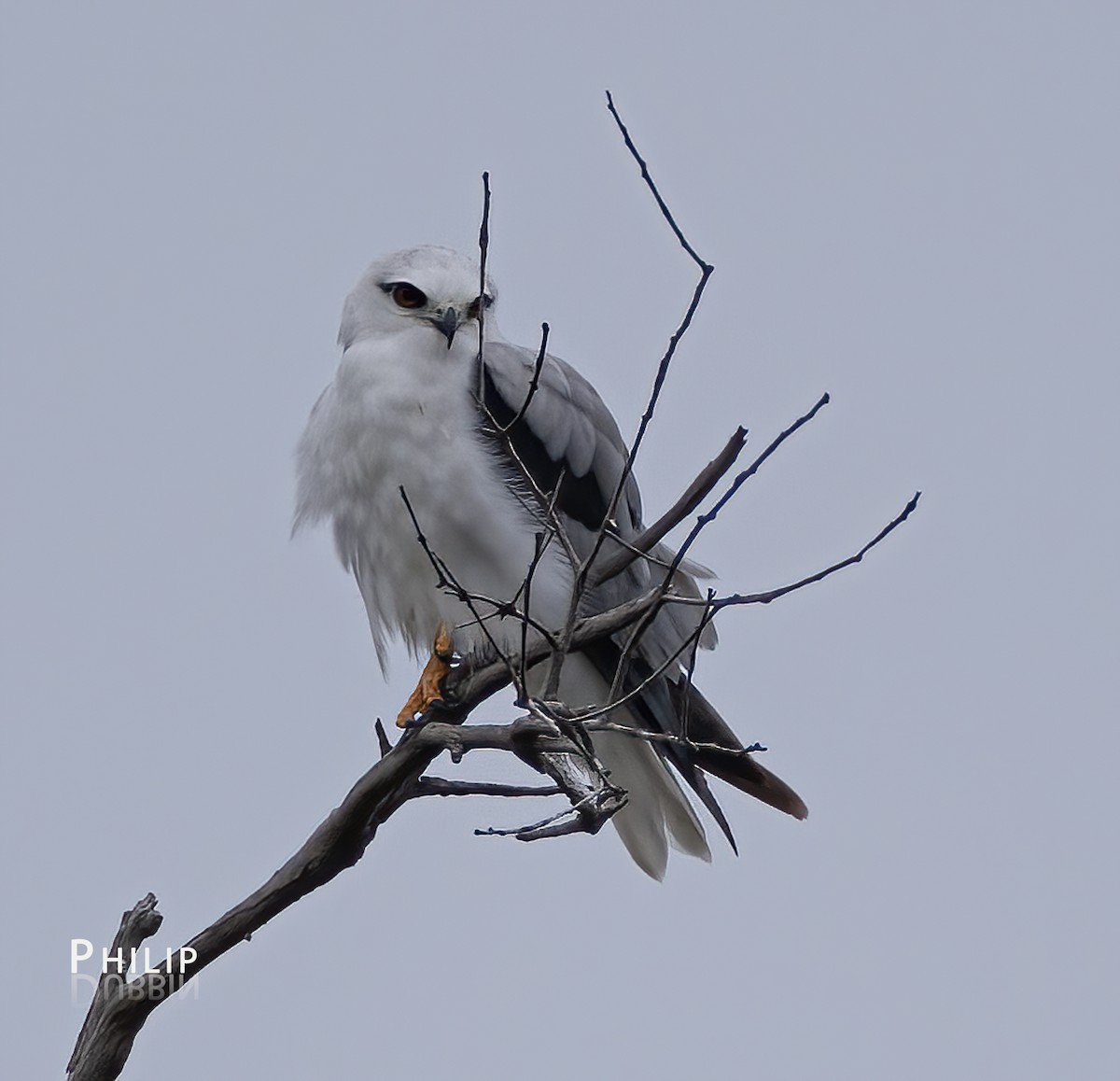 Black-shouldered Kite - Philip Dubbin