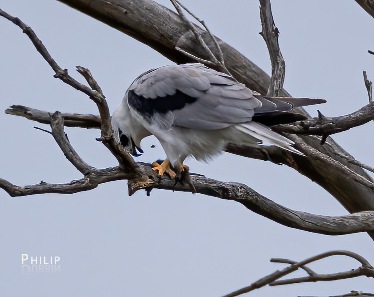 Black-shouldered Kite - ML615370258