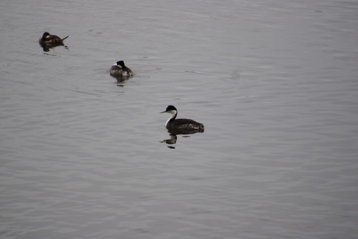 Western Grebe - ML615370264