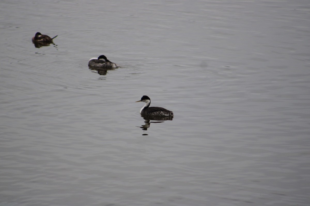 Western Grebe - ML615370265