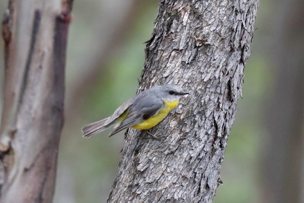 Eastern Yellow Robin - ML615370272