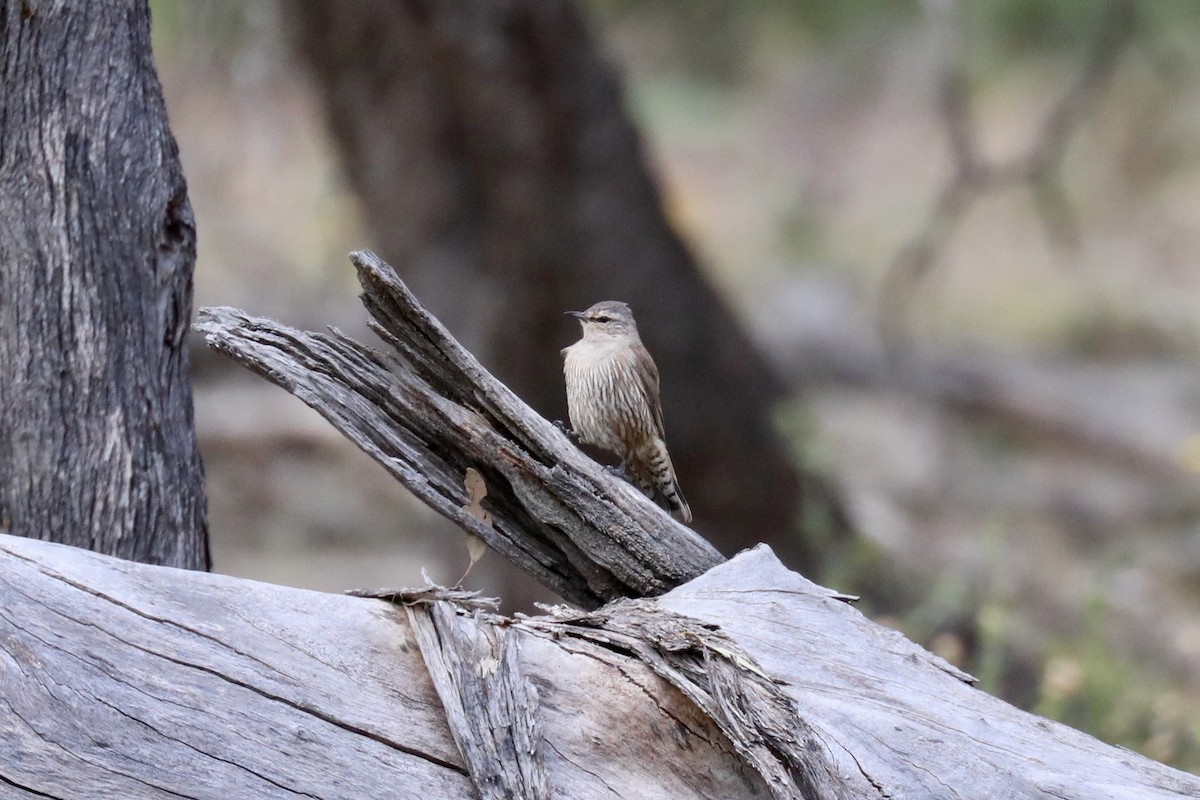 Brown Treecreeper - ML615370289