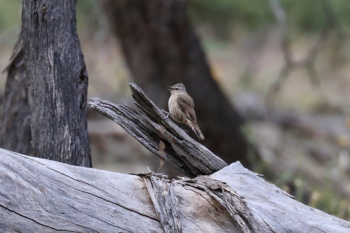 Brown Treecreeper - ML615370292