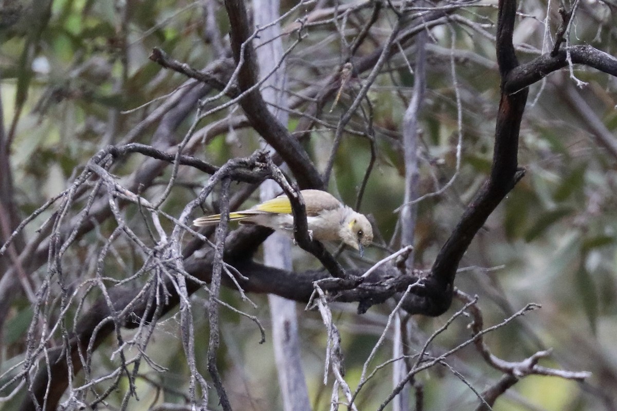 Fuscous Honeyeater - ML615370296