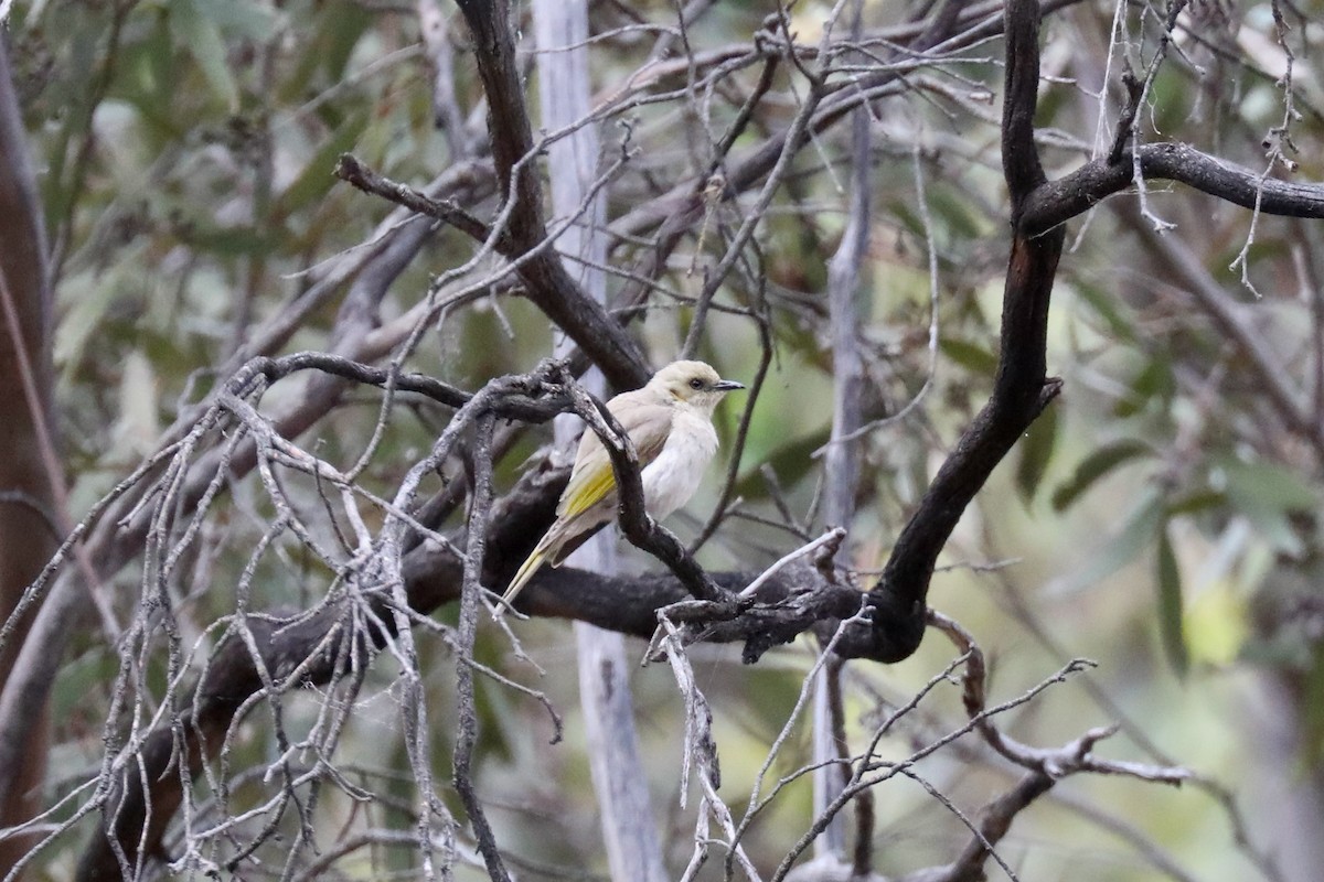 Fuscous Honeyeater - ML615370297