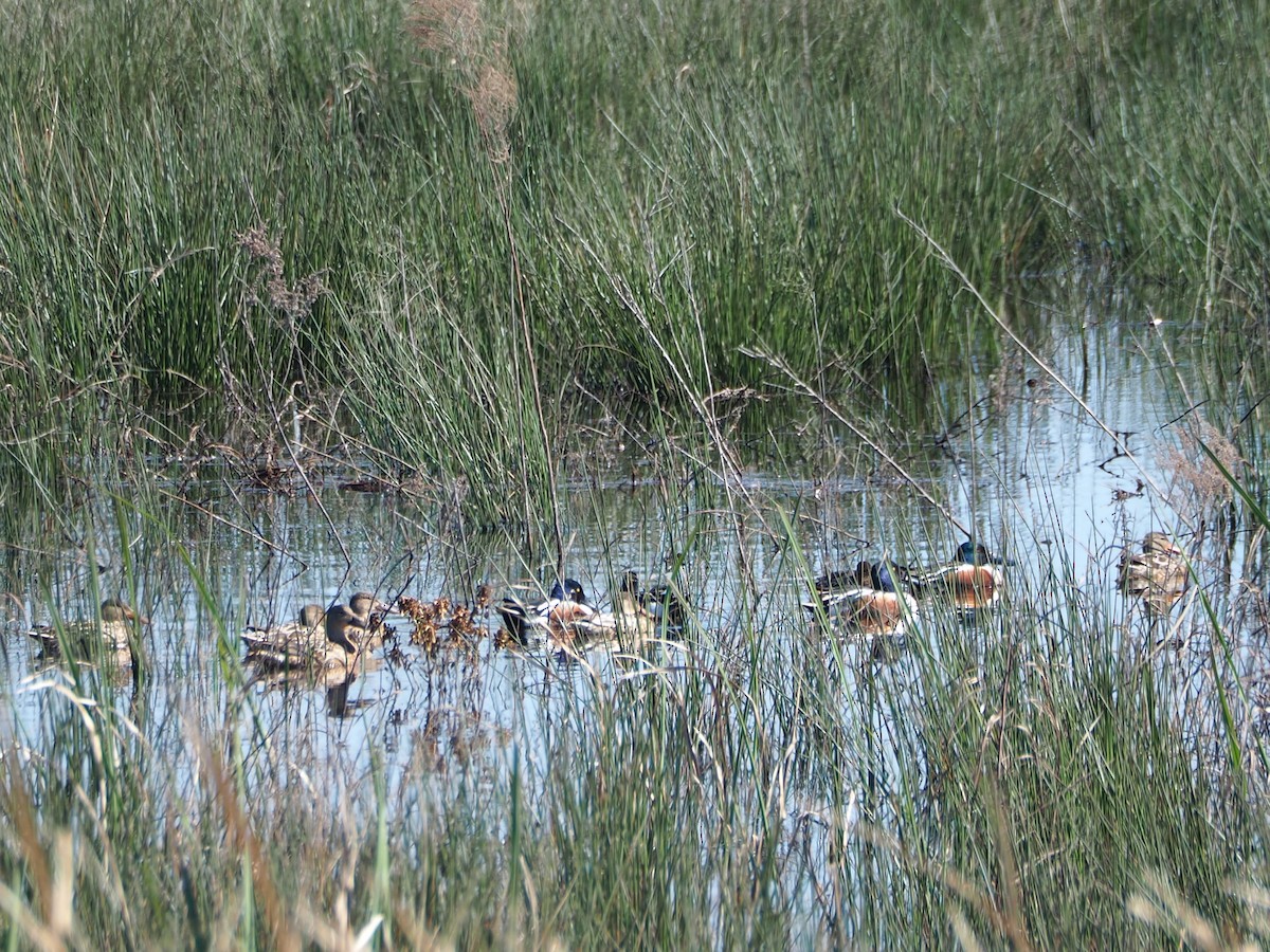 Northern Shoveler - ML615370332