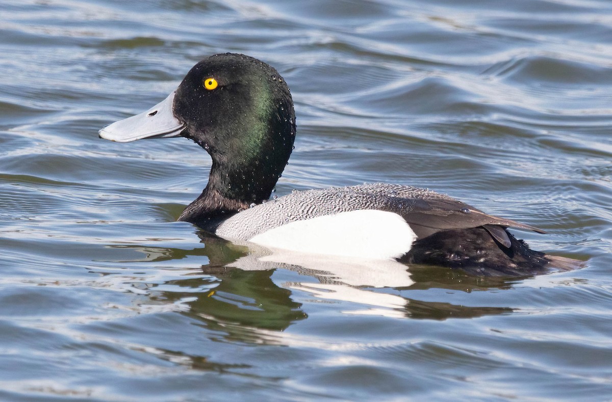 Greater Scaup - ML615370336