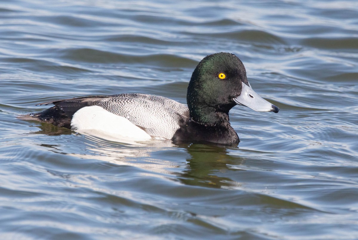 Greater Scaup - ML615370337