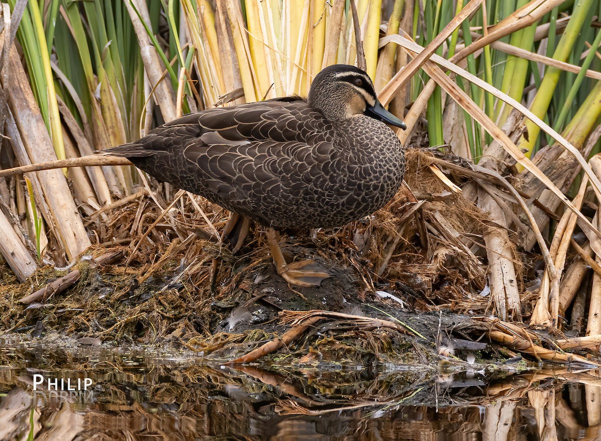 Pacific Black Duck - ML615370344