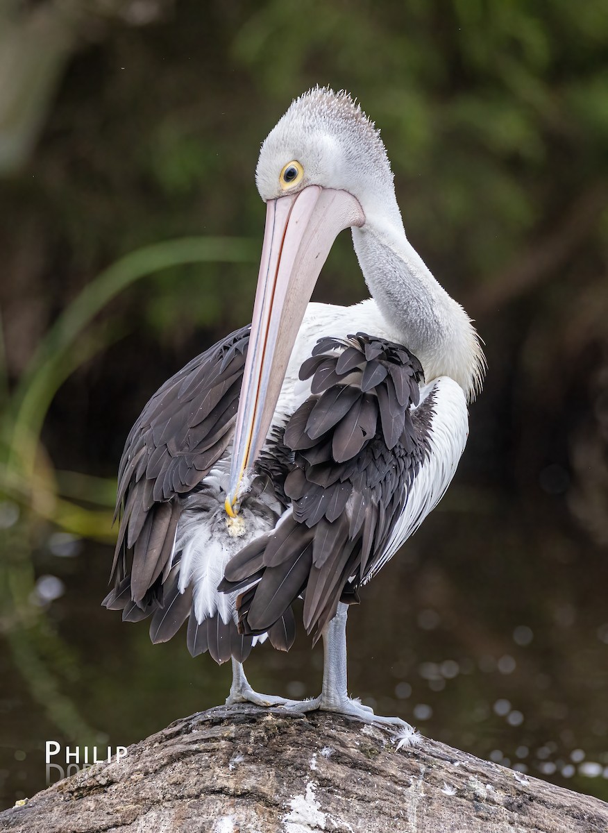 pelikán australský - ML615370385