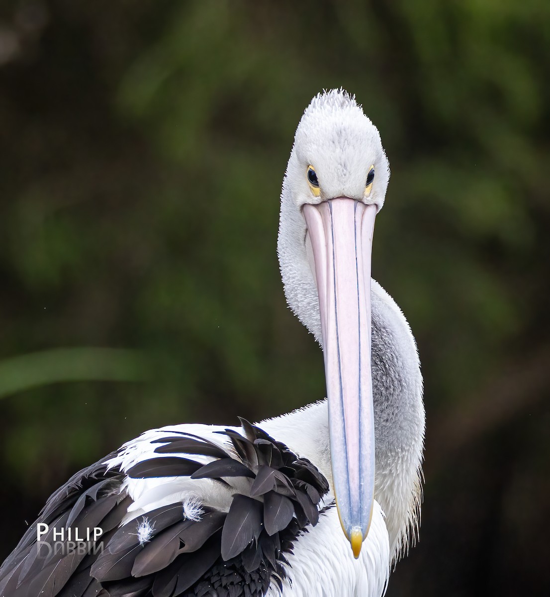 pelikán australský - ML615370387