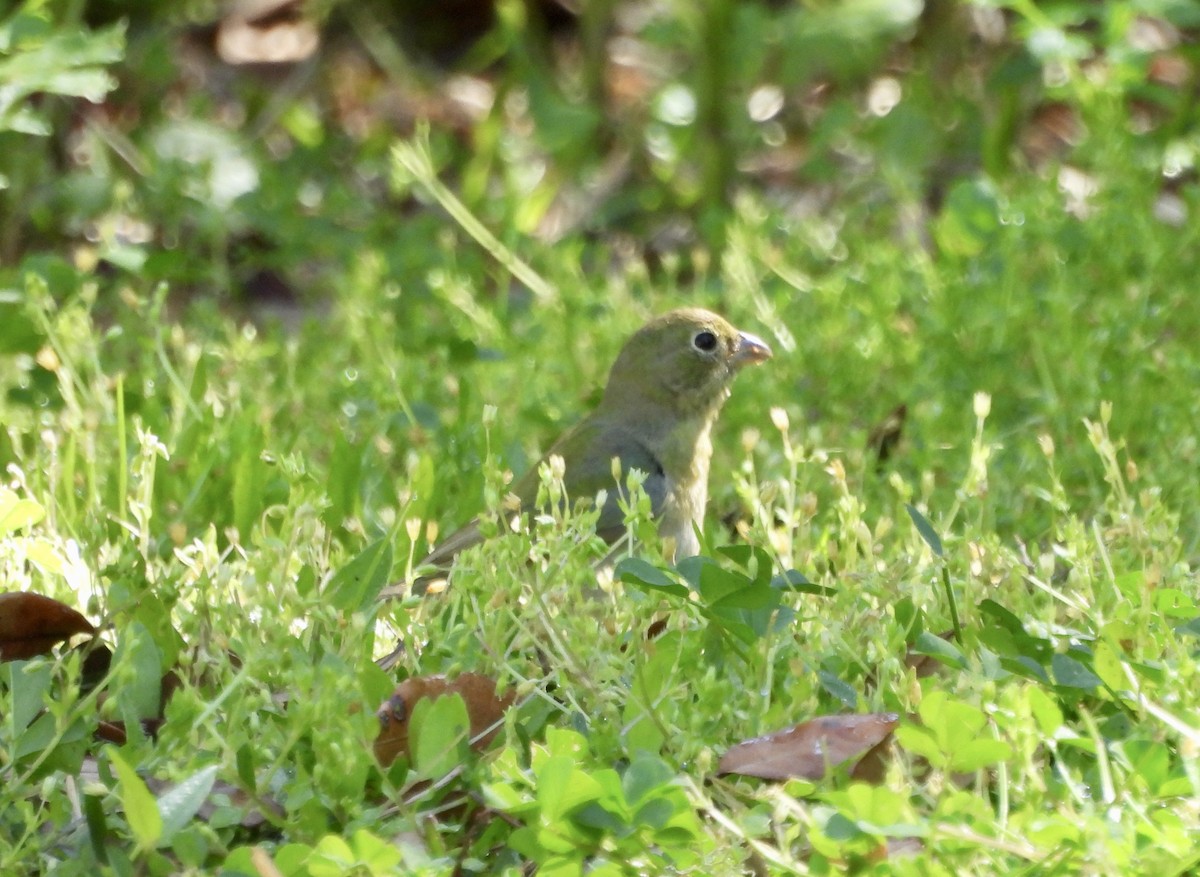 Painted Bunting - ML615370393