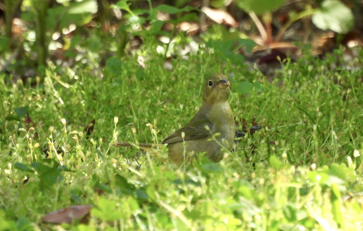 Painted Bunting - ML615370405