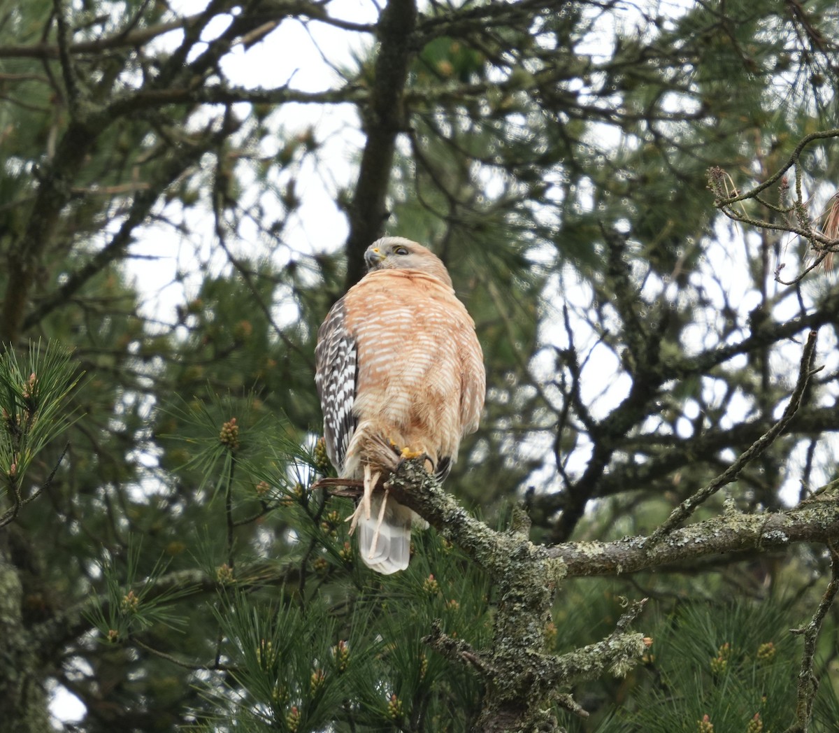 Red-shouldered Hawk - Romain Demarly