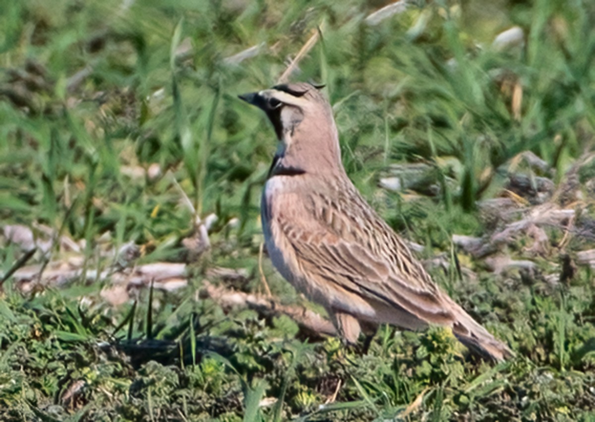 Horned Lark - ML615370600