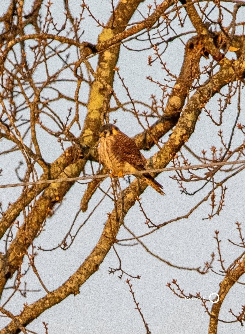 American Kestrel - ML615370606