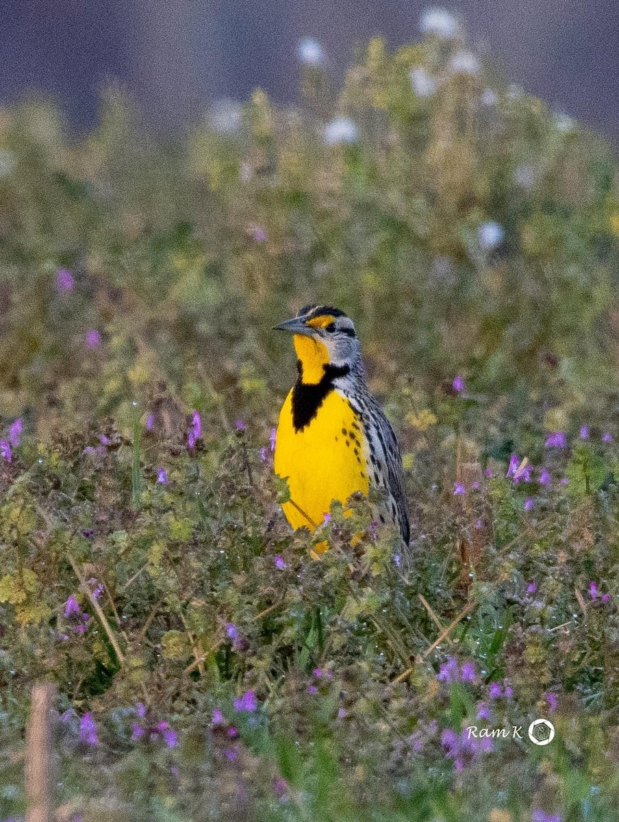Eastern Meadowlark - ML615370611