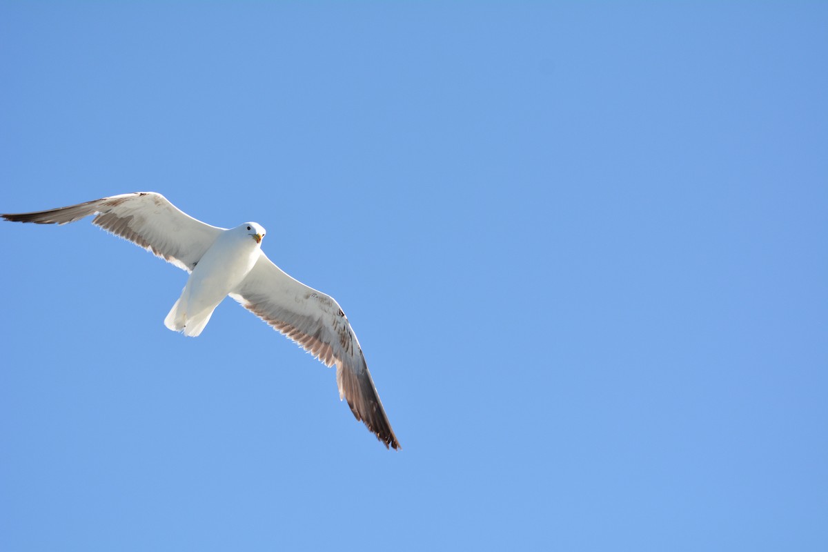 Mouette de Hartlaub - ML615370614