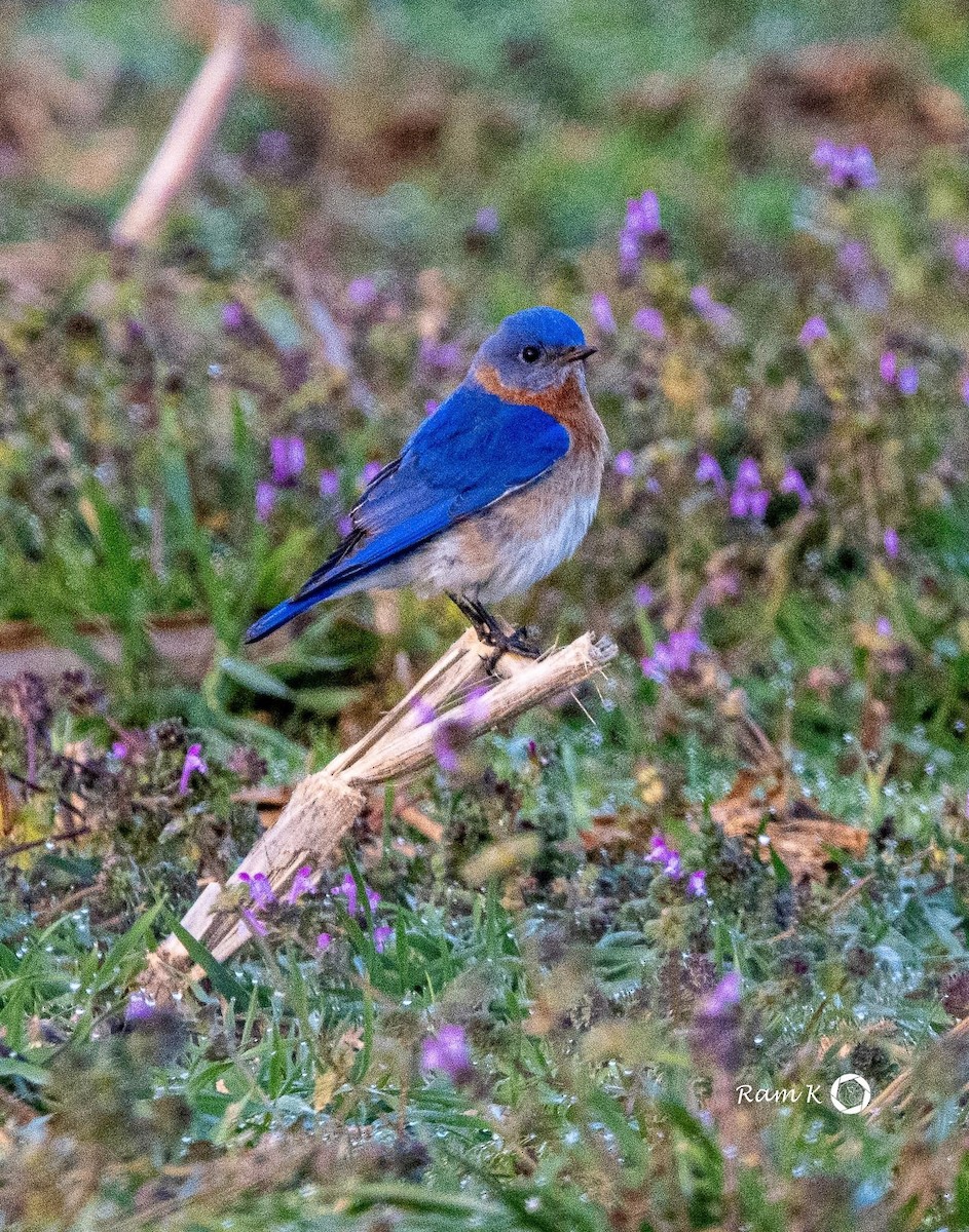 Eastern Bluebird - ML615370616