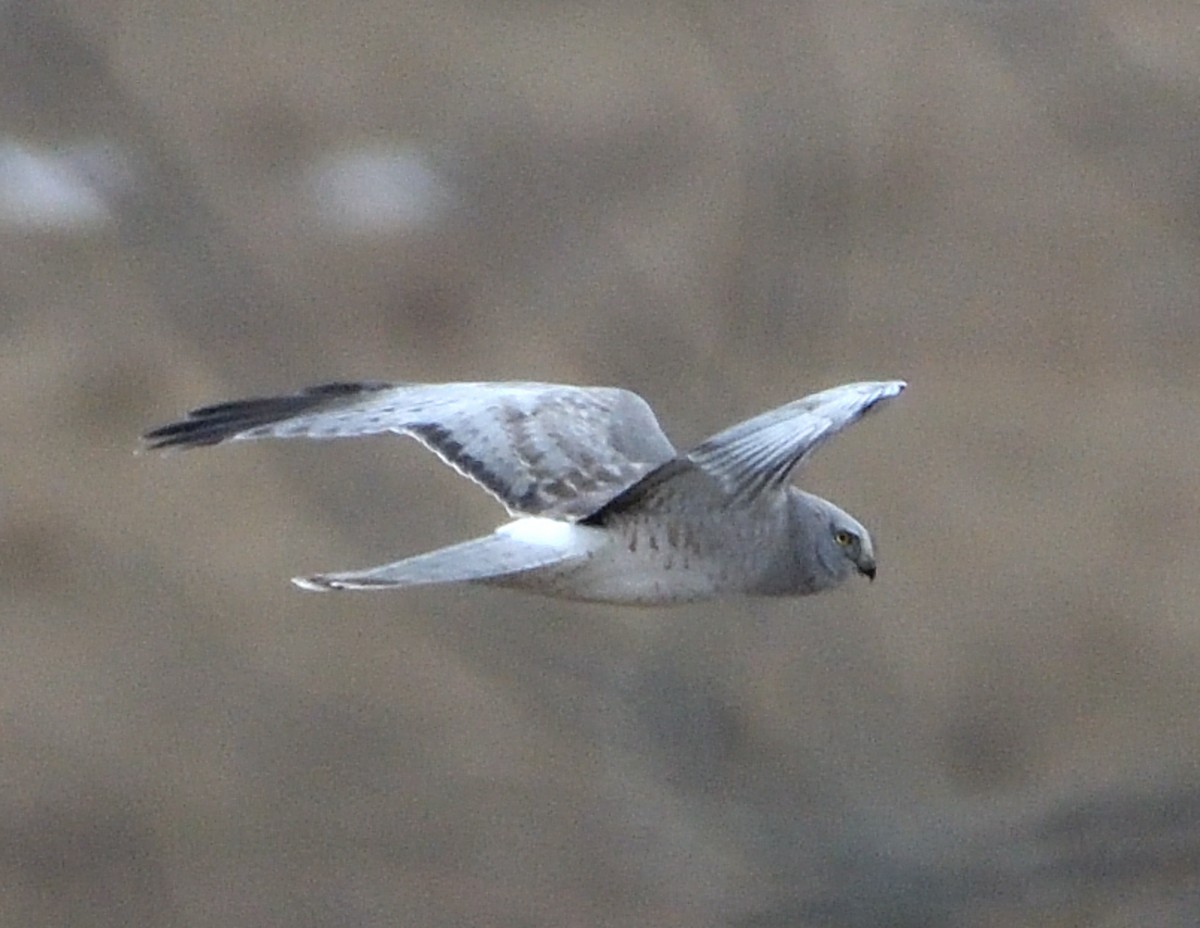 Northern Harrier - Christine Hough