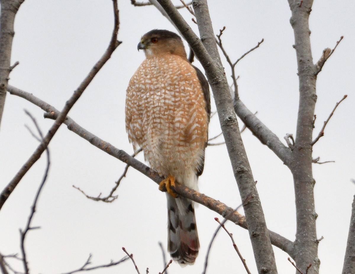 Cooper's Hawk - Christine Hough