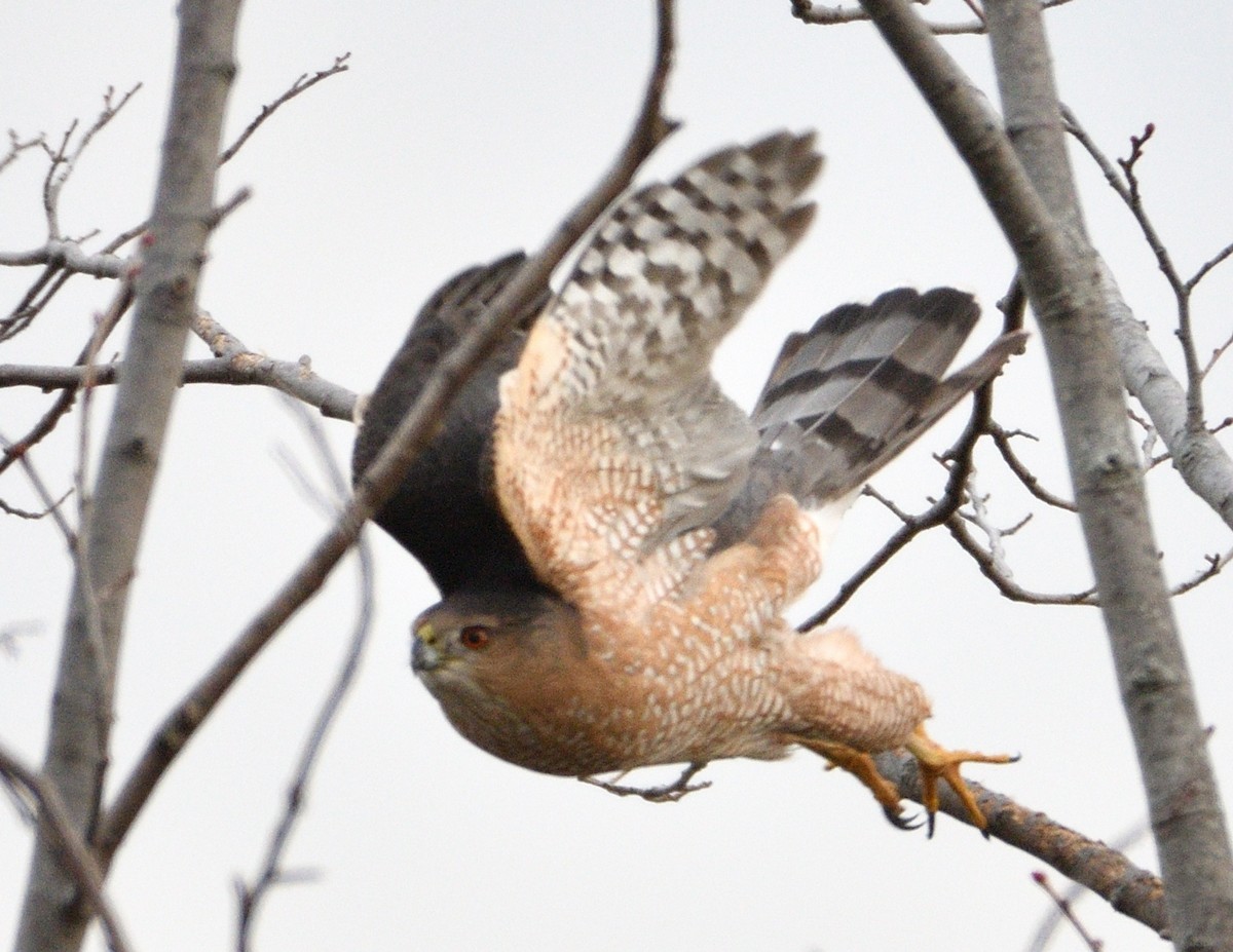 Cooper's Hawk - Christine Hough