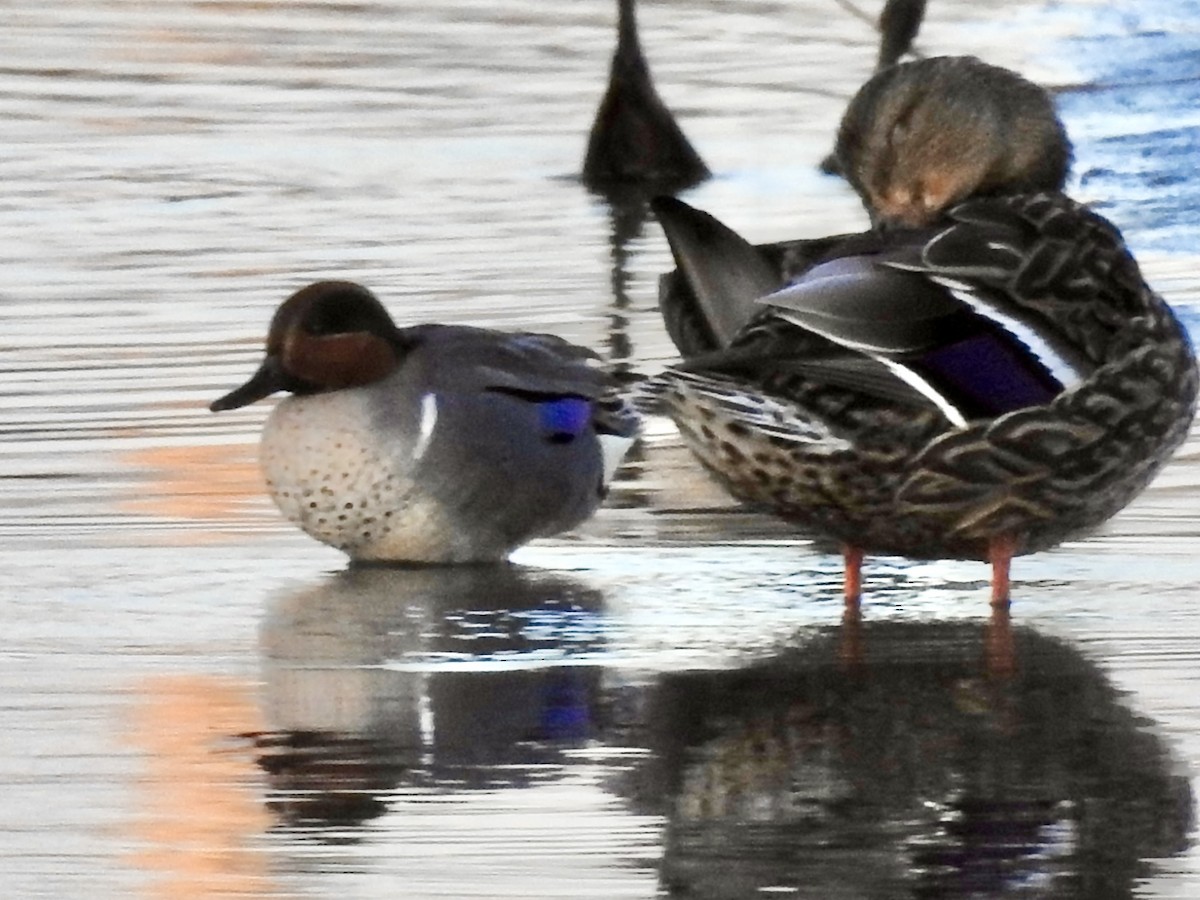Green-winged Teal - ML615370690