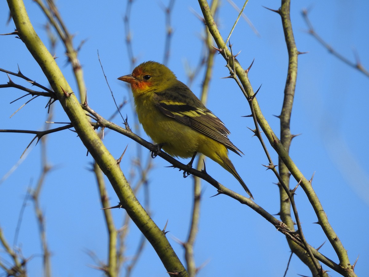 Western Tanager - ML615370763