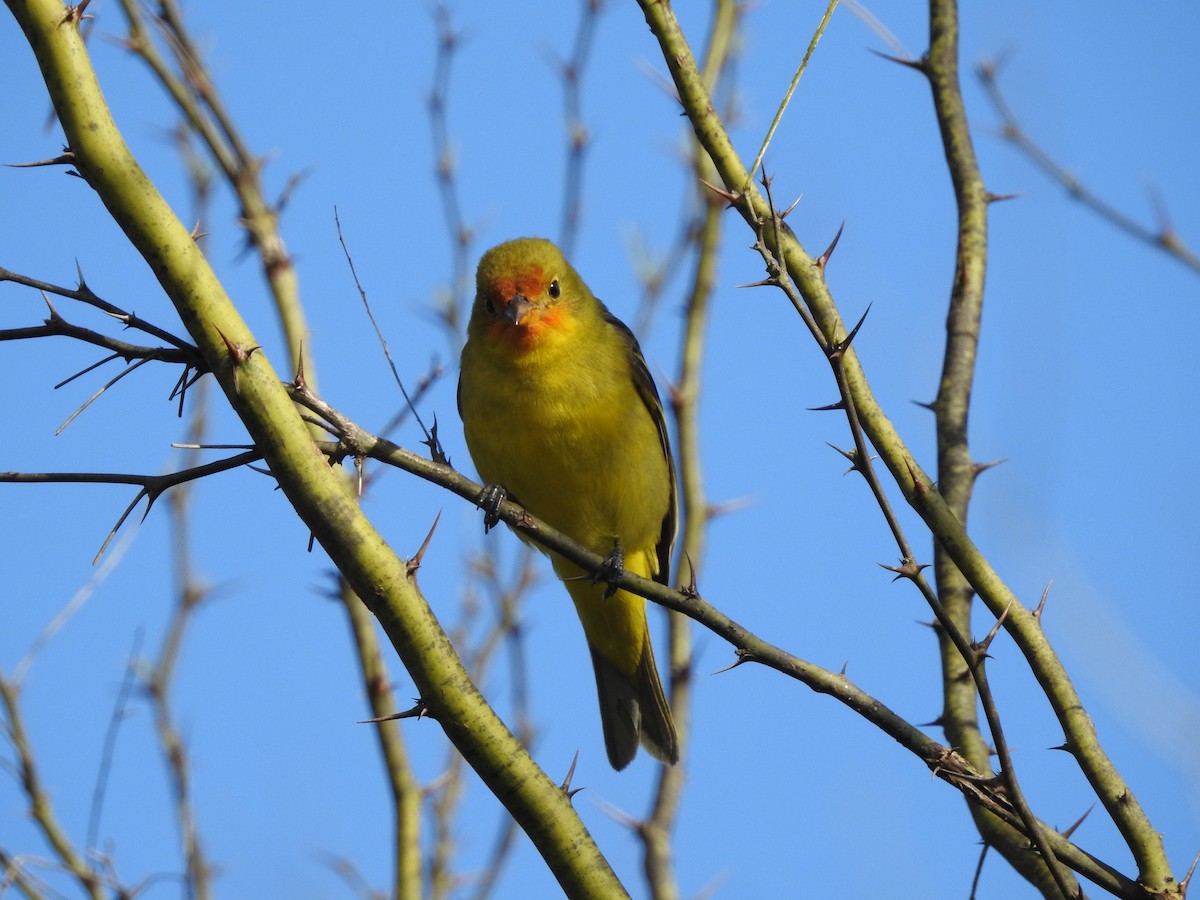 Western Tanager - ML615370769