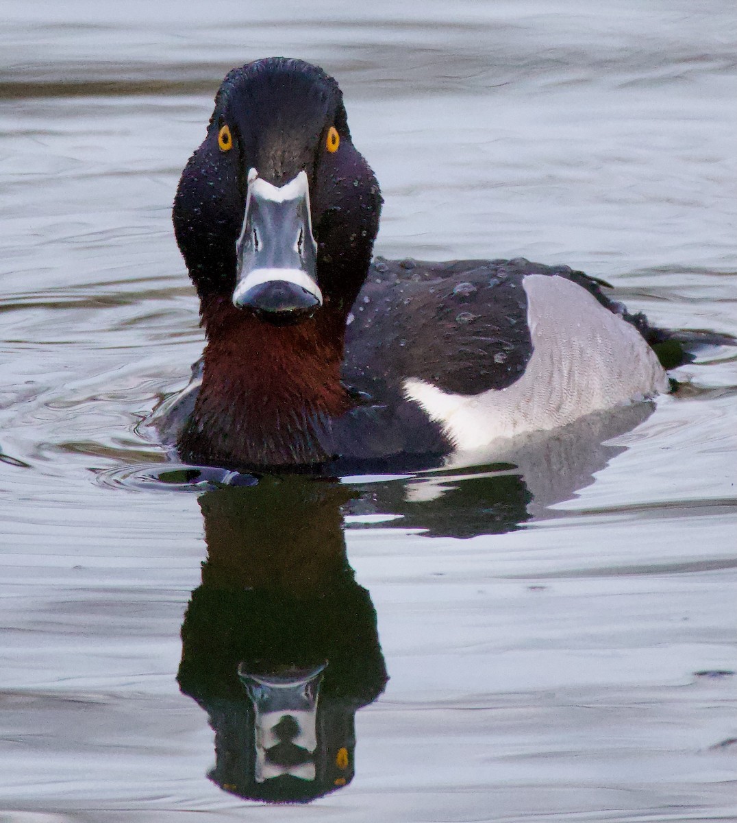 Ring-necked Duck - ML615370771