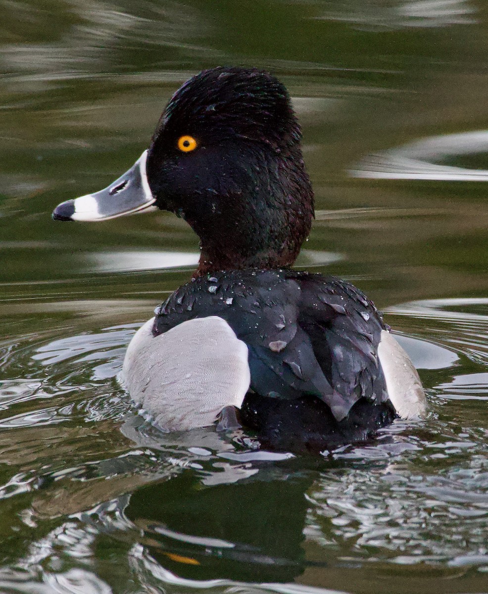 Ring-necked Duck - ML615370789