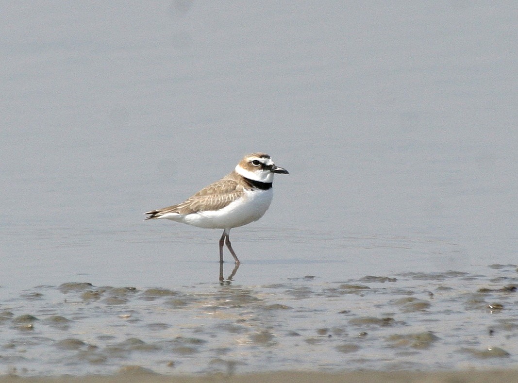 Wilson's Plover - ML615370793