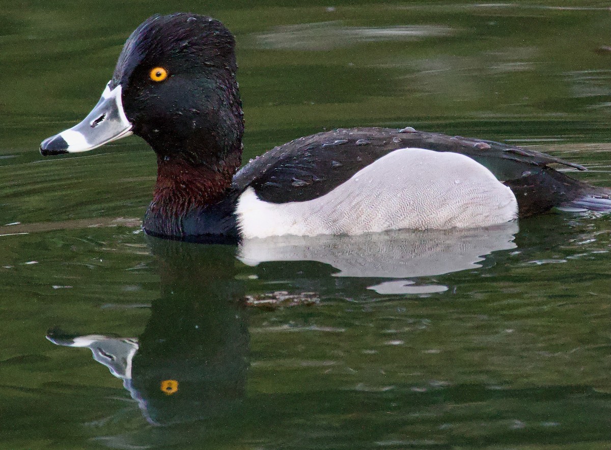 Ring-necked Duck - ML615370800