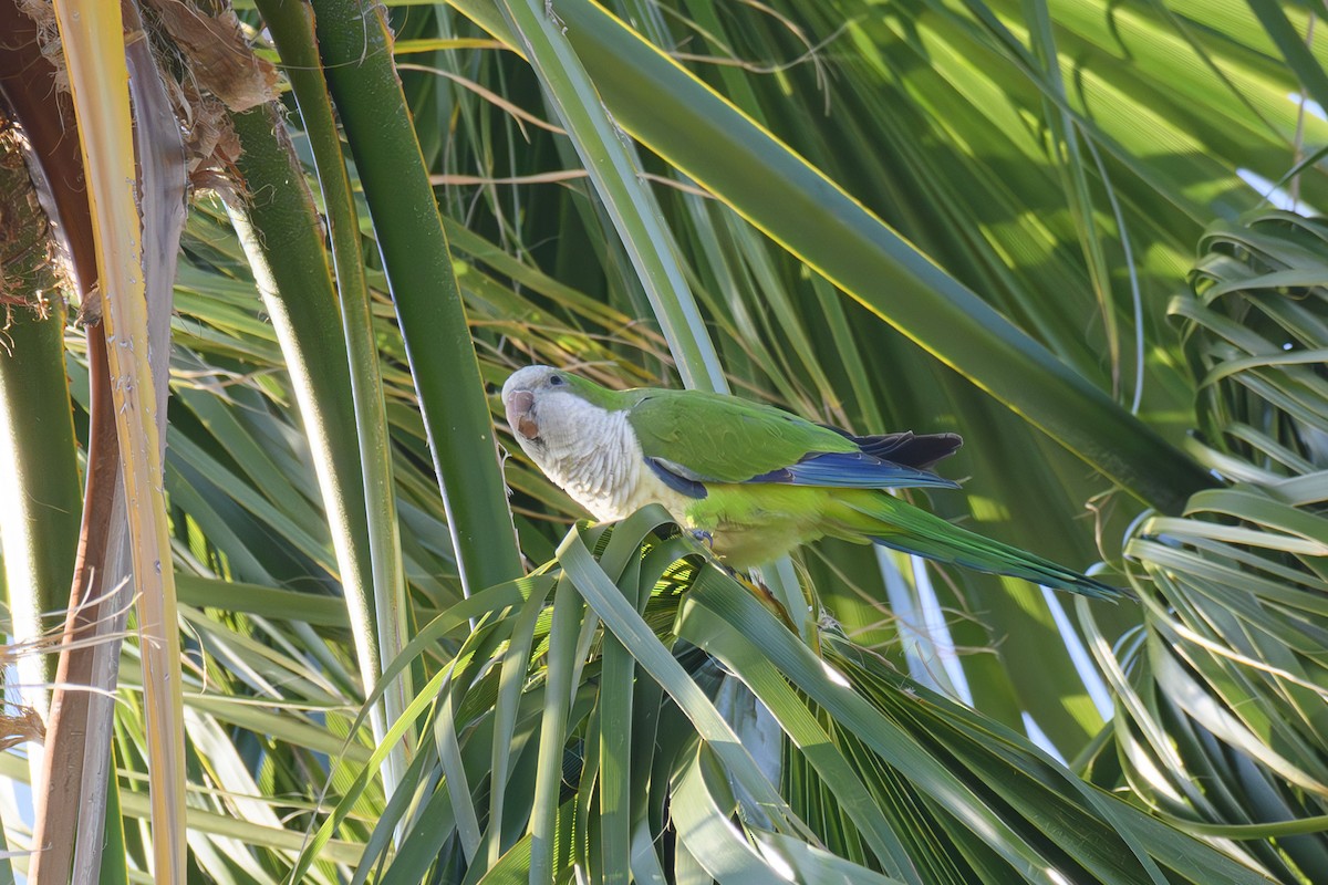 Monk Parakeet - ML615370840