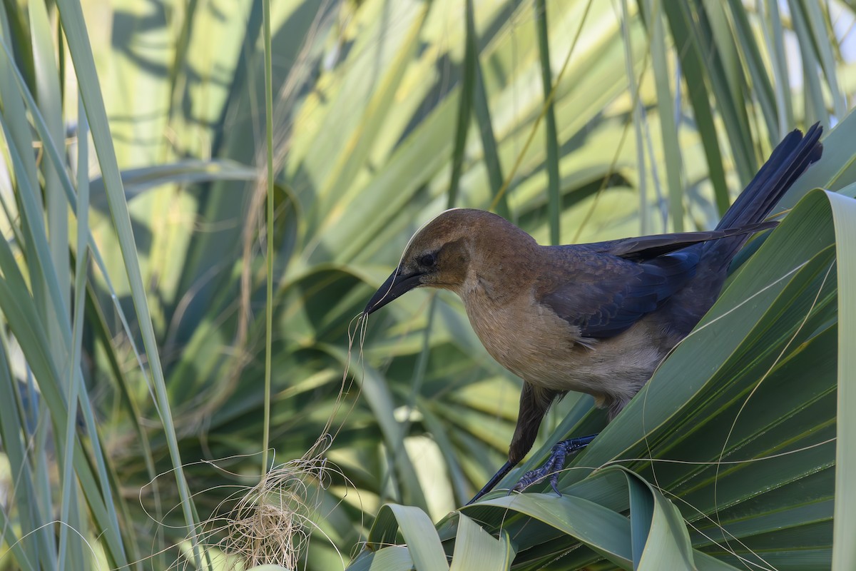 Boat-tailed Grackle - ML615370849