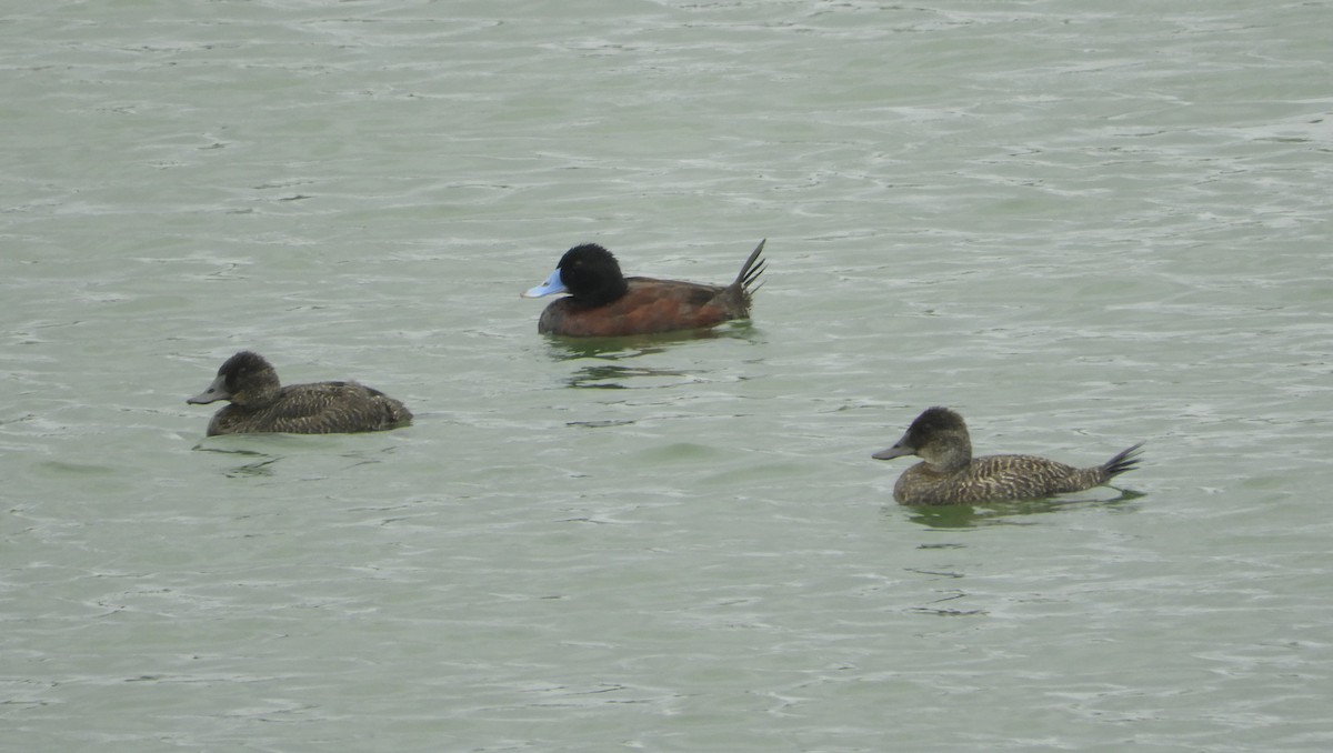 Blue-billed Duck - ML615370881