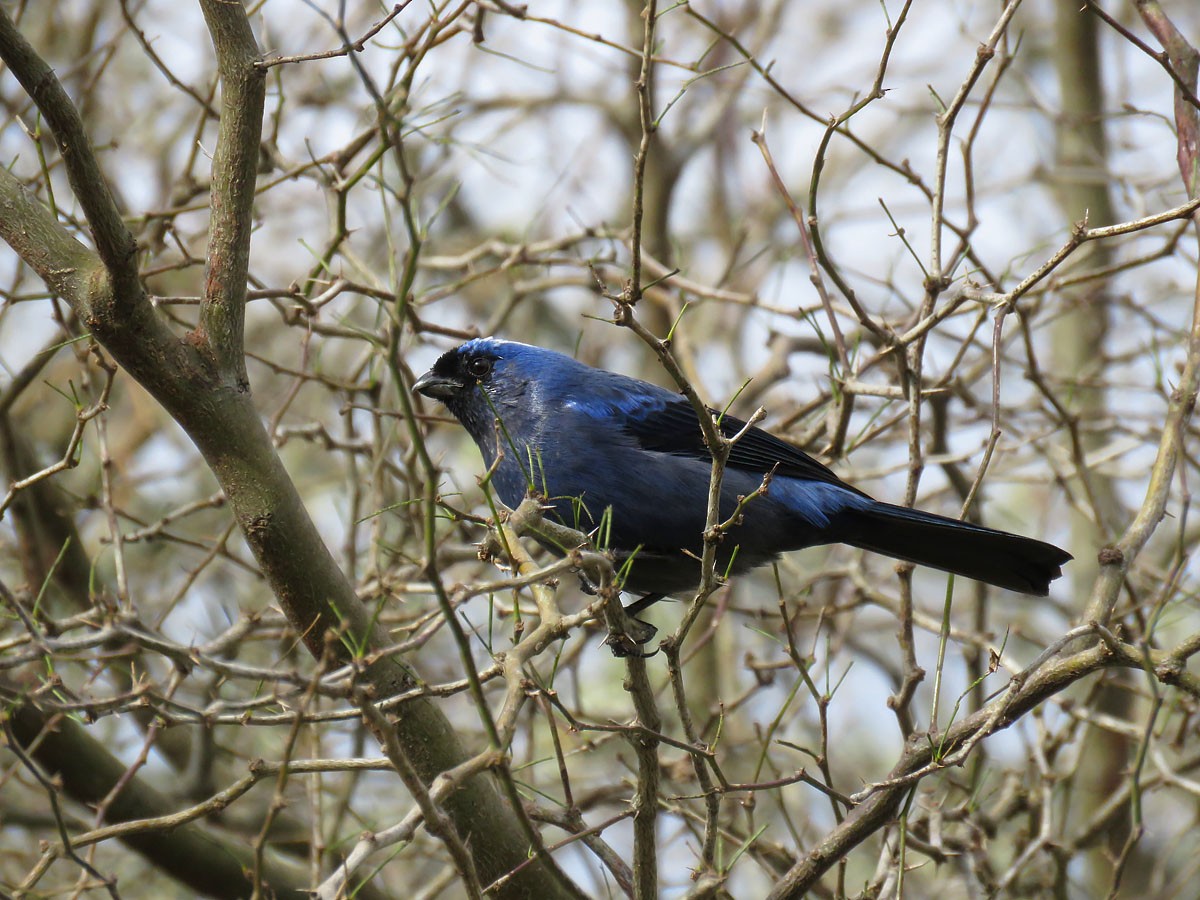 Diademed Tanager - ML61537091