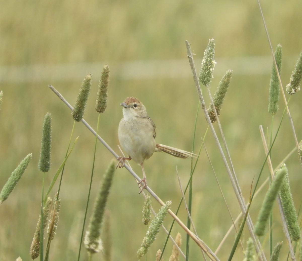 Tawny Grassbird - ML615370915