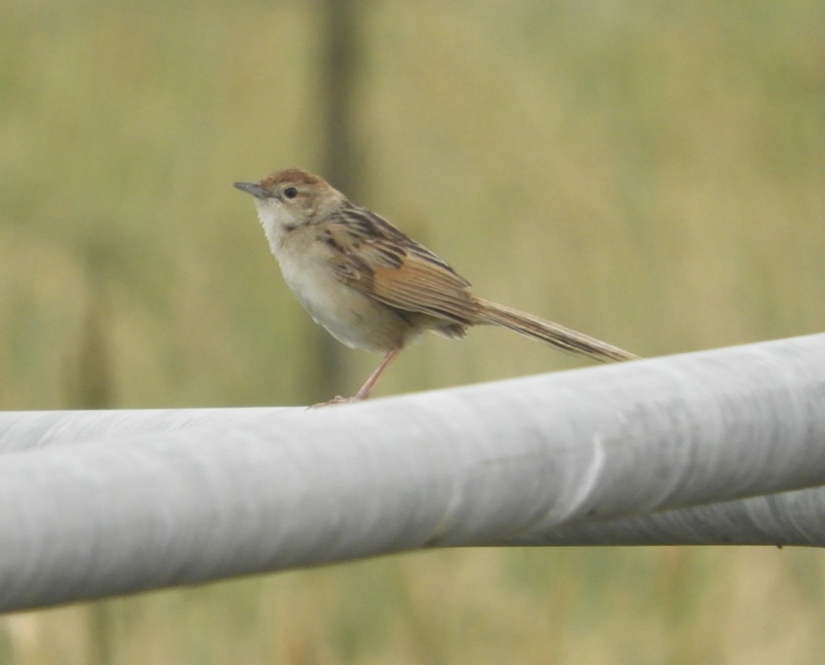 Tawny Grassbird - ML615370916