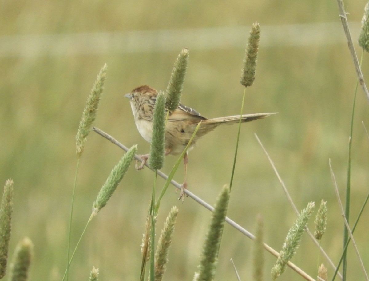 Tawny Grassbird - ML615370917