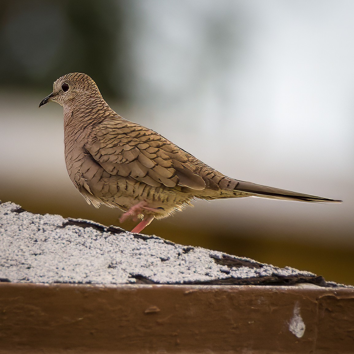 Inca Dove - Colin Drummond