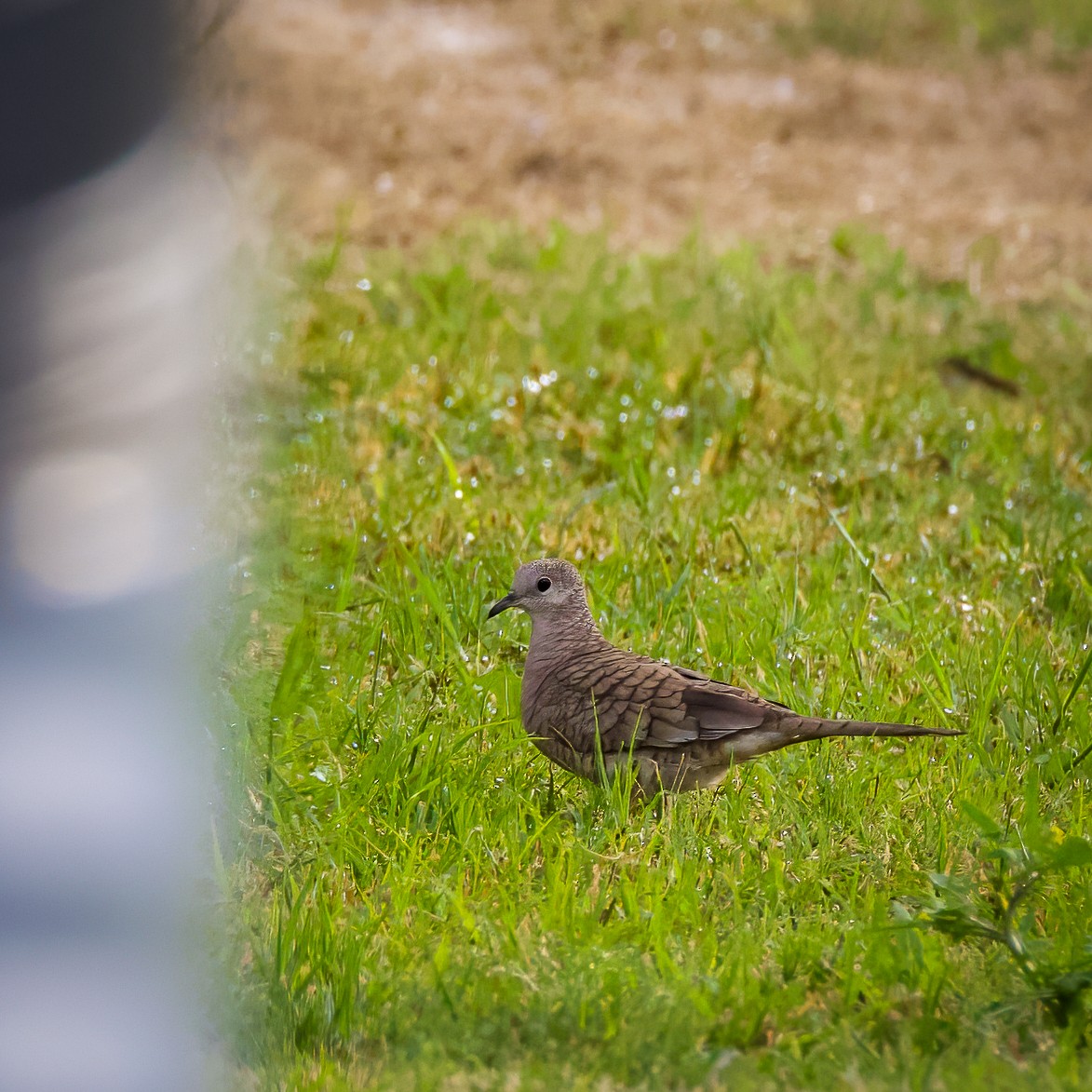 Inca Dove - Colin  Drummond