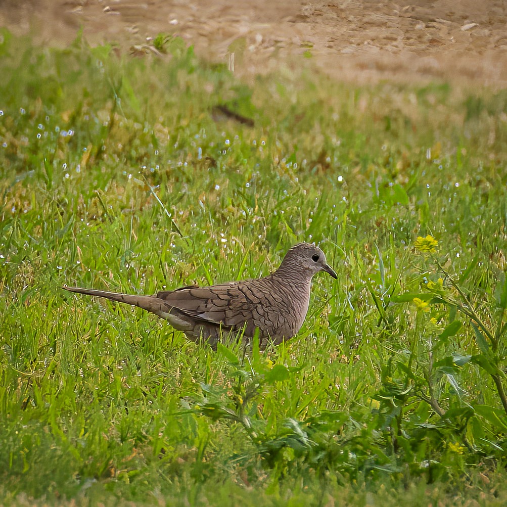 Inca Dove - Colin  Drummond