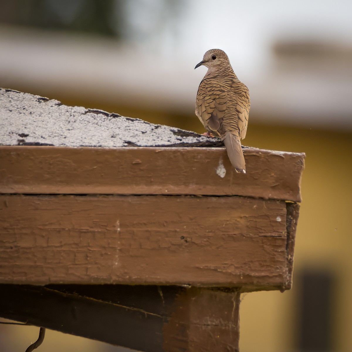 Inca Dove - Colin  Drummond