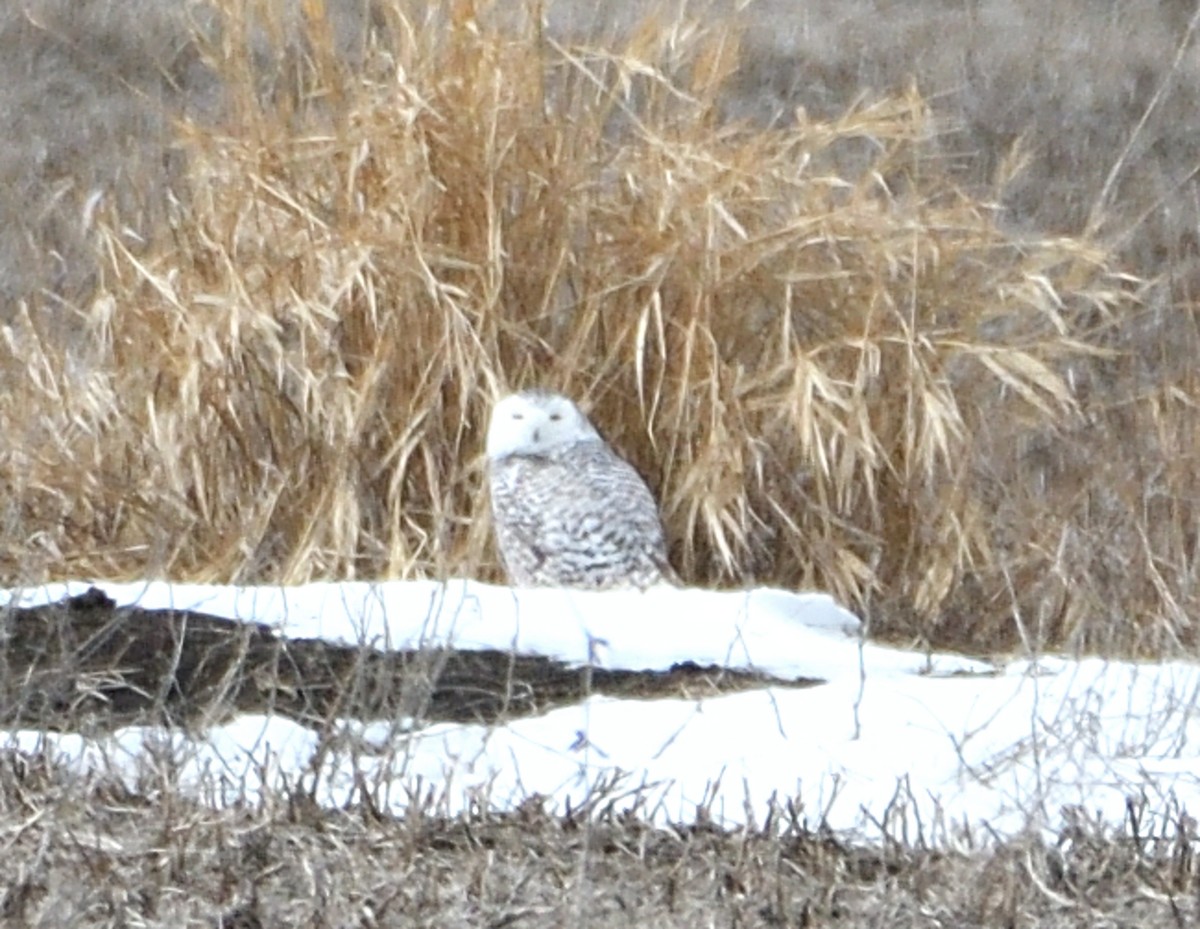 Snowy Owl - Christine Hough